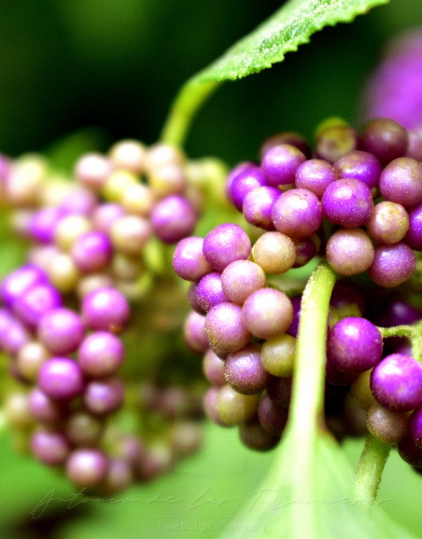 Green and purple berries
