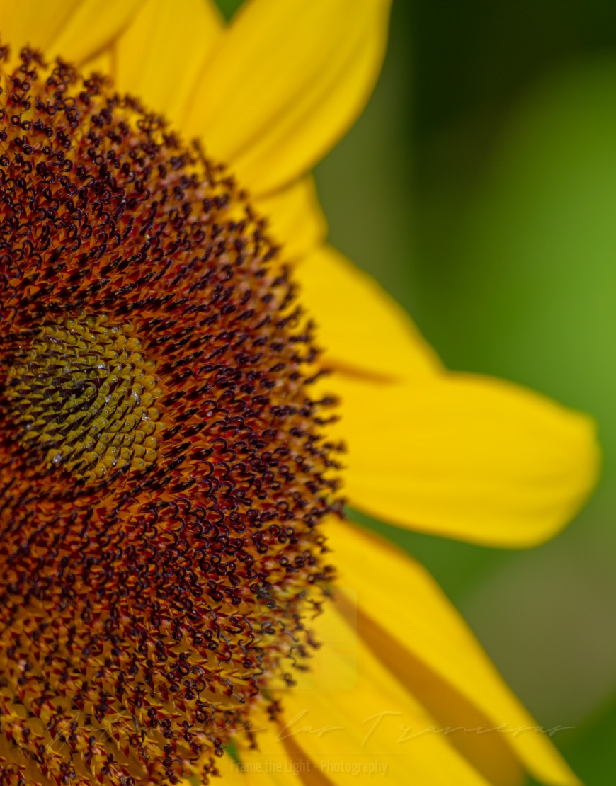 Sunflower Corolla