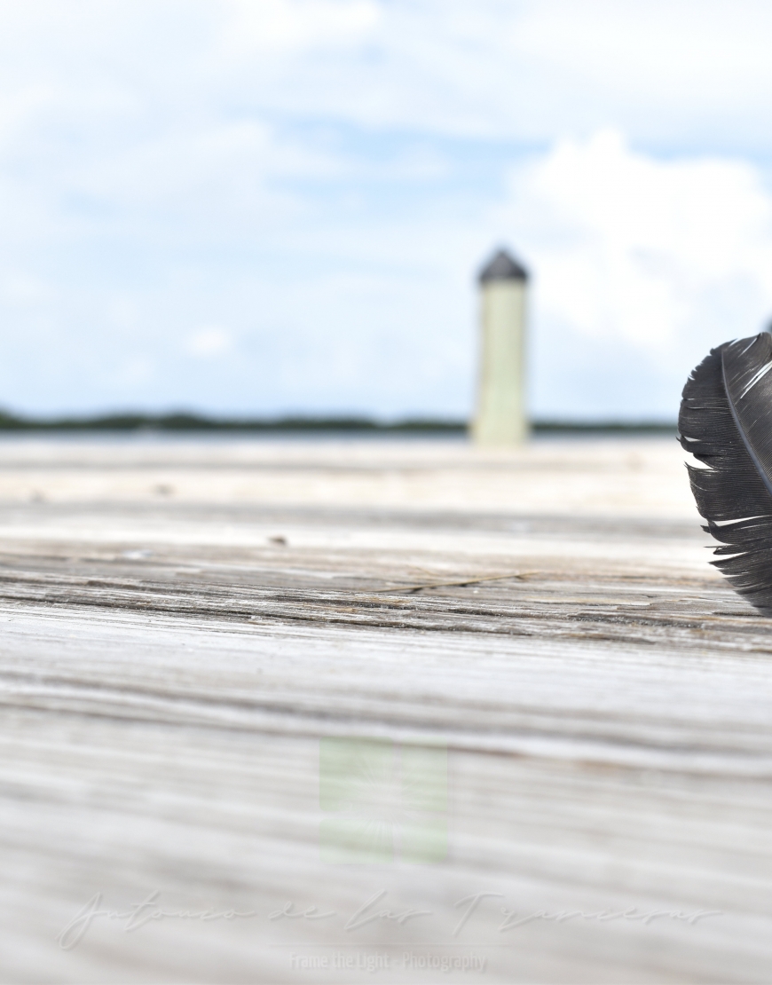 A Feather on the pier
