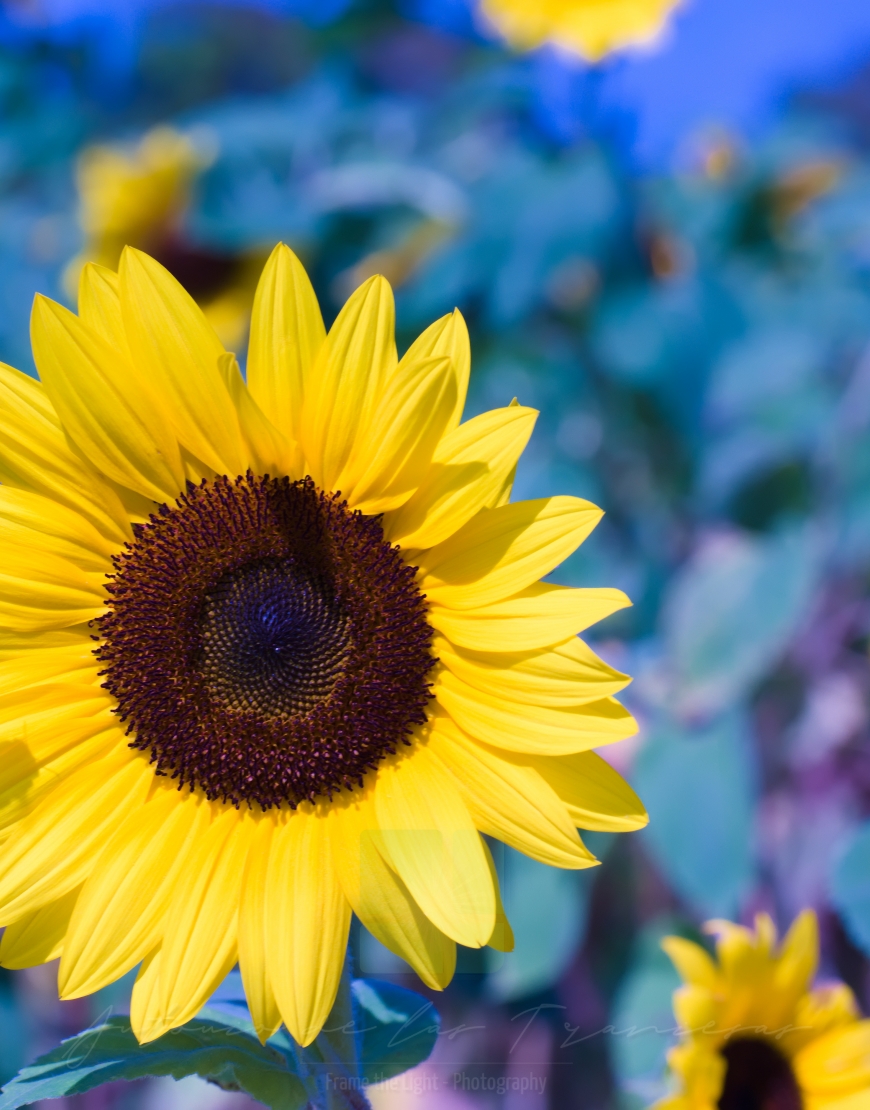 Bee and Sunflower
