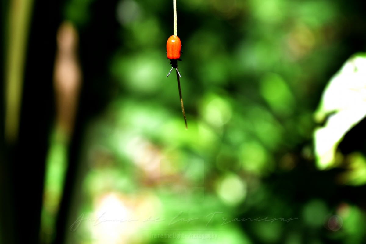 Red beetle walking down long leaf bright color