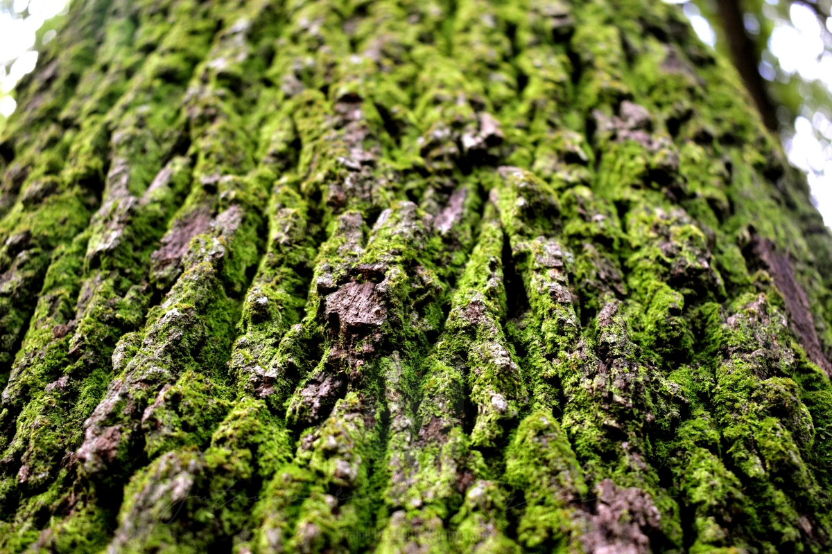 Texture of wood with moss growing on it
