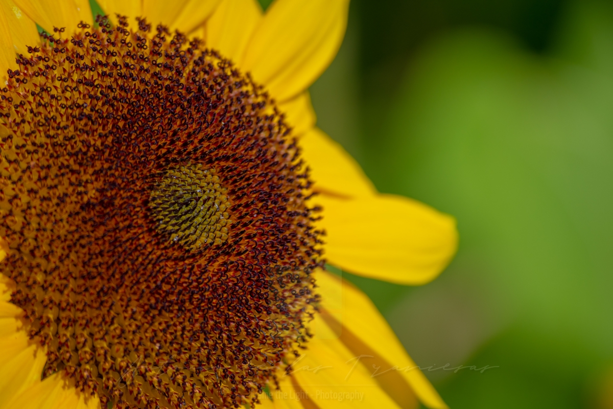 Sunflower Corolla